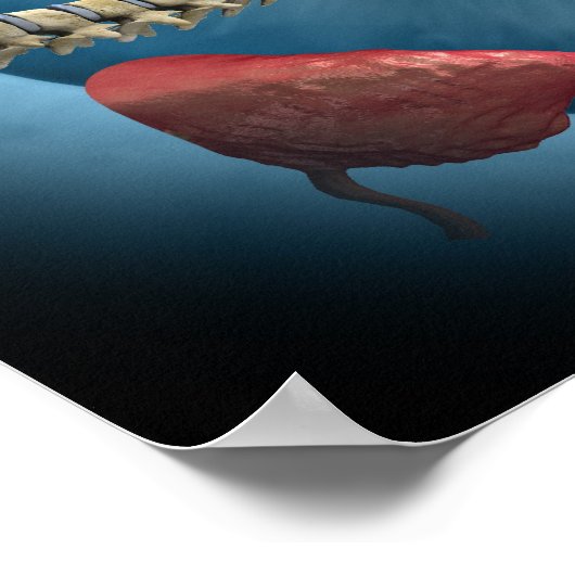 Iridologie Poster (Hoek)