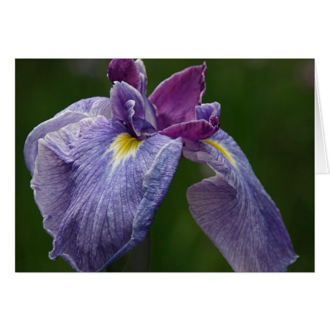 Iris (Voorkant Horizontaal)