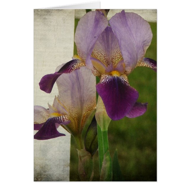 Iris (Voorkant)