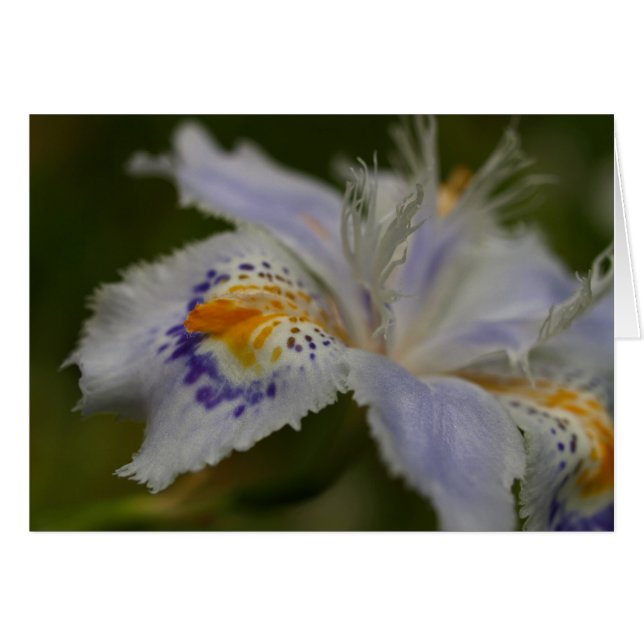 Iris (Voorkant Horizontaal)