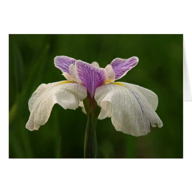 Iris (Voorkant Horizontaal)