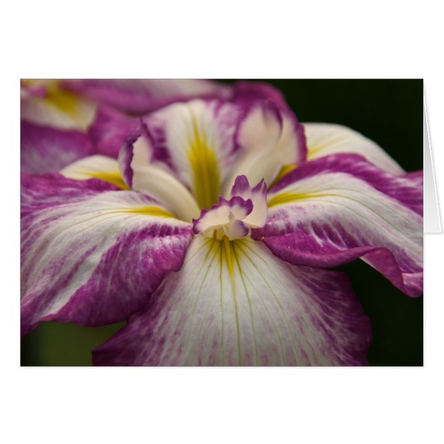 Iris (Voorkant Horizontaal)