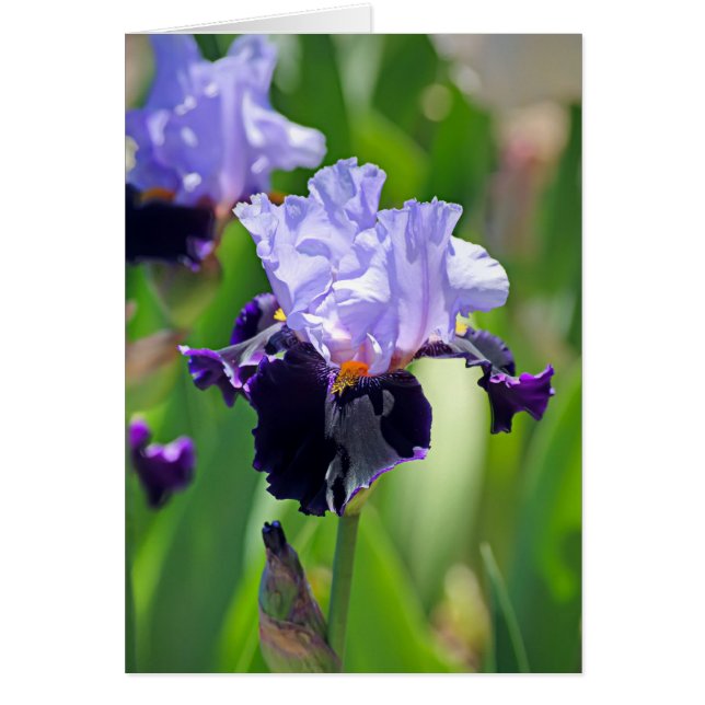 Iris 0992 (Voorkant)