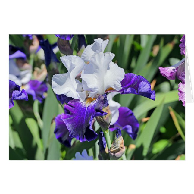 Iris 1039 (Voorkant Horizontaal)