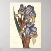 Iris 19th Century Curtis Botanical Illustration Poster (Voorkant)
