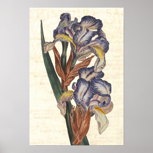 Iris 19th Century Curtis Botanical Illustration Poster (Voorkant)