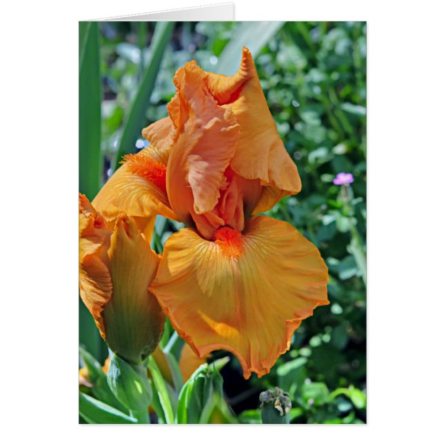 Iris 797 (Voorkant)