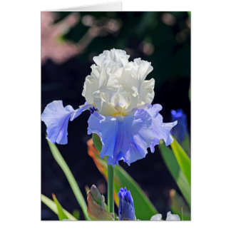 Iris 965