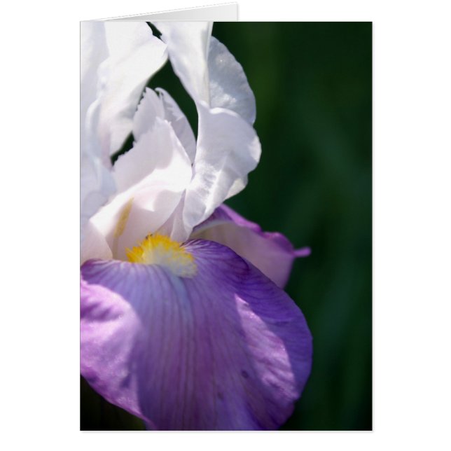 Iris Beauty (Voorkant)