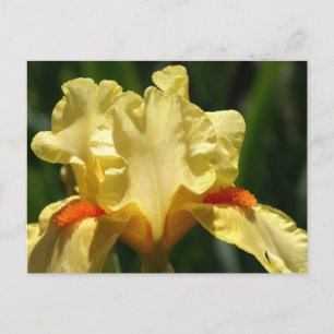 Iris Beauty Briefkaart