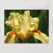 Iris Beauty Briefkaart (Voorkant)