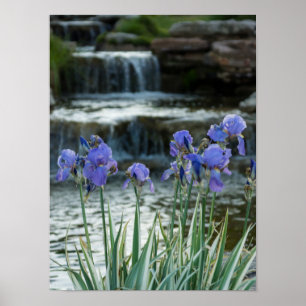 Iris bij Chateau Poster