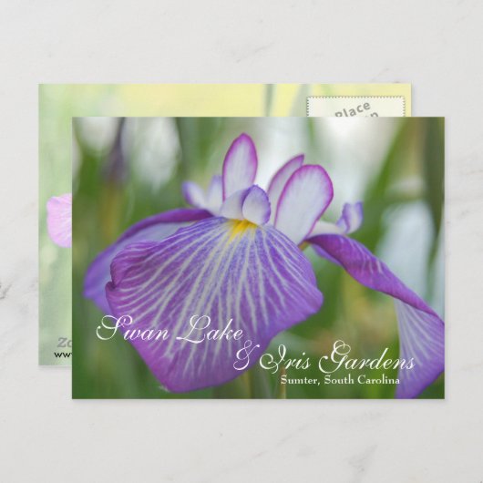 Iris bij het meer Swan, Sumter SC Briefkaart (Voorkant / Achterkant)