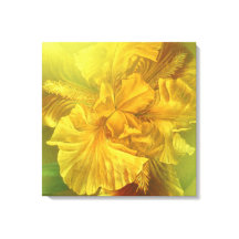 Iris binnenste schoonheid (warm geel) vierkant can