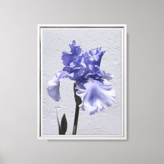 Iris Bloei Canvas Afdruk (Voorkant)