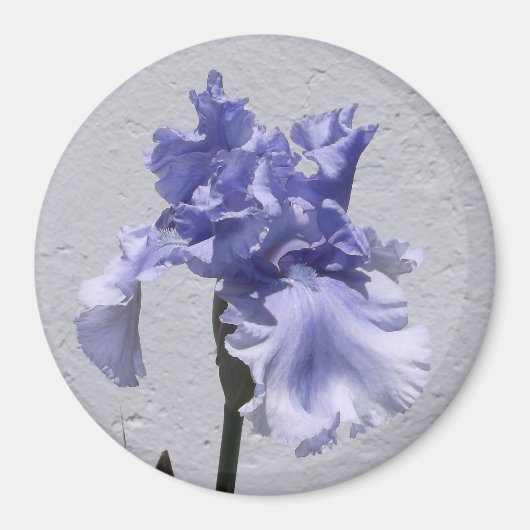 Iris Bloei Magneet (Voorkant)