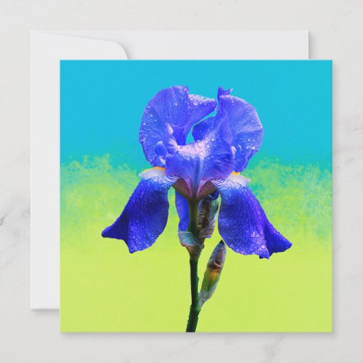Iris bloem (Voorkant)