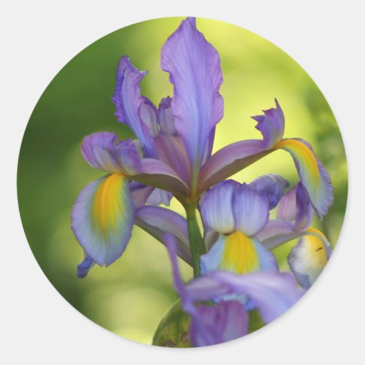 Iris bloem Stickers (Voorkant)
