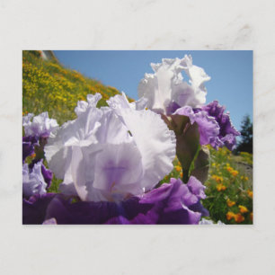 Iris Bloem wei veld postkaart Paarse Witte Iris