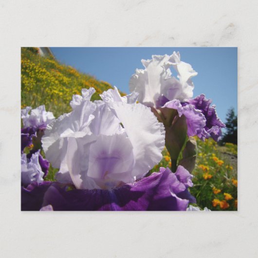 Iris bloemen ansichtkaarten Aangepaste Paarse Iris Briefkaart (Voorkant)