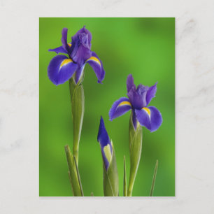 Iris Bloemen Briefkaart