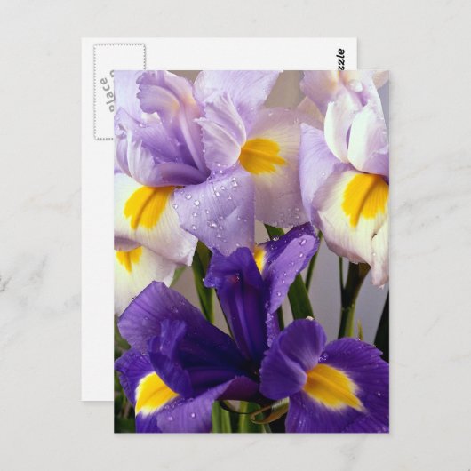 Iris bloemen briefkaart (Voorkant / Achterkant)