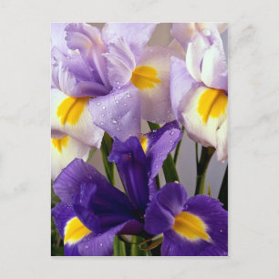 Iris bloemen briefkaart