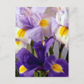Iris bloemen briefkaart (Voorkant)