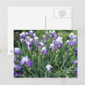 Iris bloemen briefkaart (Voorkant / Achterkant)