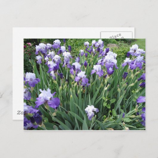 Iris bloemen briefkaart (Voorkant / Achterkant)