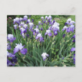 Iris bloemen briefkaart (Voorkant)