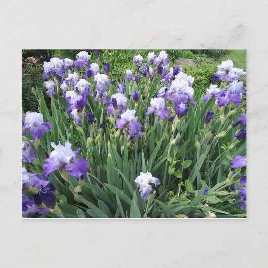 Iris bloemen briefkaart (Voorkant)