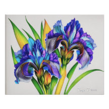 Iris bloemen, de prachtige lente bloemen