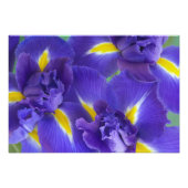 Iris bloemen foto afdruk (Voorkant)