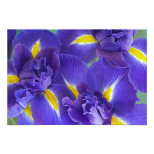 Iris bloemen foto afdruk