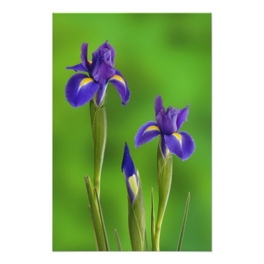 Iris Bloemen Foto Afdruk (Voorkant)