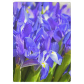 Iris bloemen klembord (Achterkant)