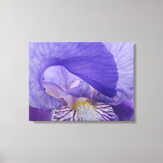 Iris Bloemen kunstprint canvas Paarse Iris Afdruk (Voorkant)