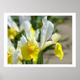 Iris bloemen kunstprinten Gele Witte Irissen Tuin Poster
