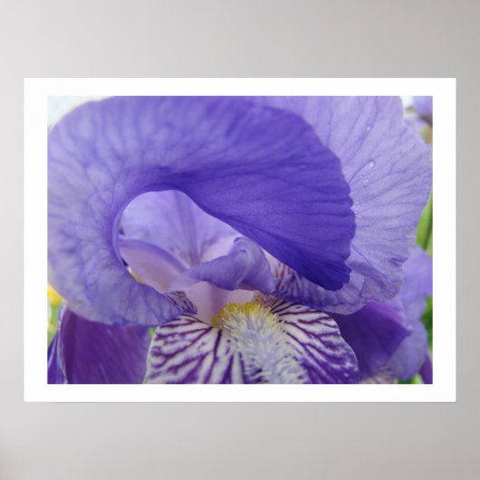 Iris Bloemen kunstprinten Paarse Iris Bloem Poster (Voorkant)