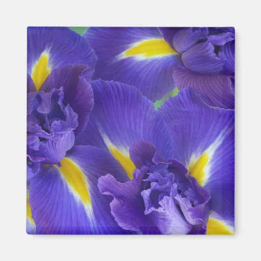 Iris bloemen magneet (Voorkant)