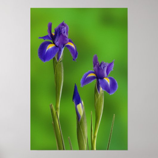 Iris Bloemen Poster (Voorkant)