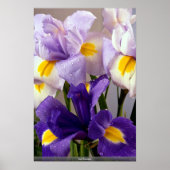 Iris bloemen poster (Voorkant)