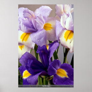 Iris bloemen poster