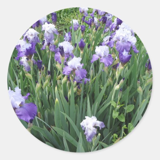 Iris bloemen ronde sticker (Voorkant)