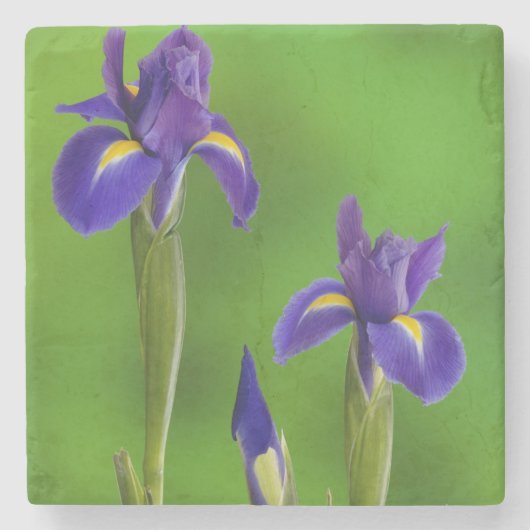 Iris Bloemen Stenen Onderzetter (Voorkant)