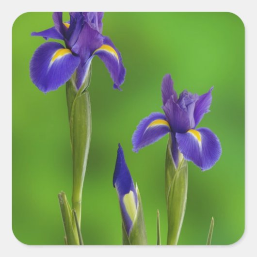 Iris Bloemen Vierkante Sticker (Voorkant)