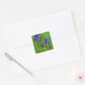 Iris Bloemen Vierkante Sticker (Envelop)