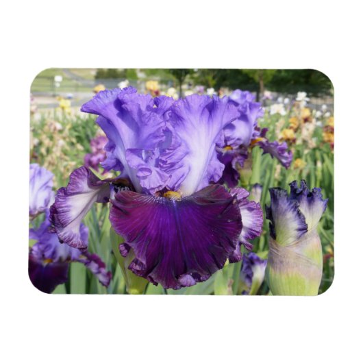 IRIS BLOEMMAGNEET Horizontaal Magneet (Horizontaal)