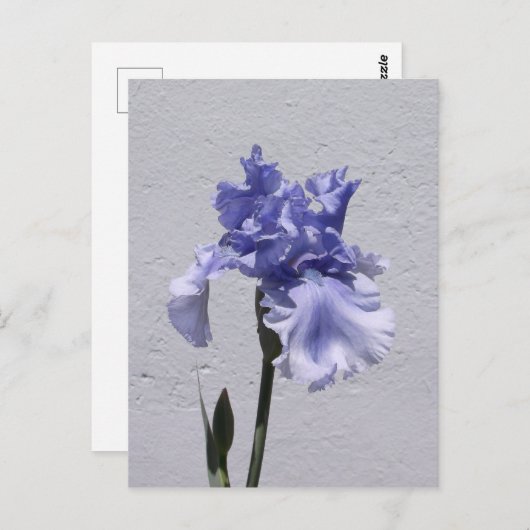 Iris Bloom Briefkaart (Voorkant / Achterkant)
